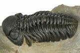 Phacopid (Morocops) Trilobite - Foum Zguid, Morocco #372432-2